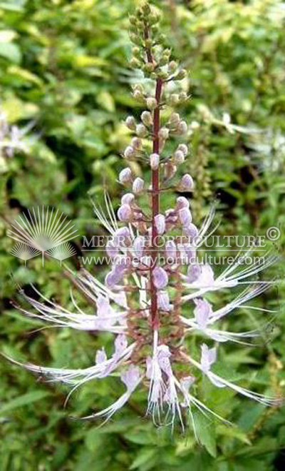 Orthosiphon stamineus 'Cat whiskers purple'(flower)